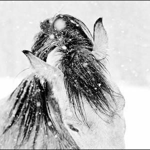 Meet your Posher, Charles